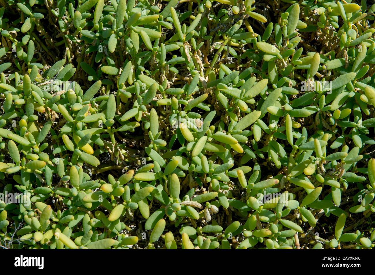Primo piano di una pianta tollerante al sale nella salina sull'isola di San Francisco nel Mare di Cortez in Baja California, Messico. Foto Stock