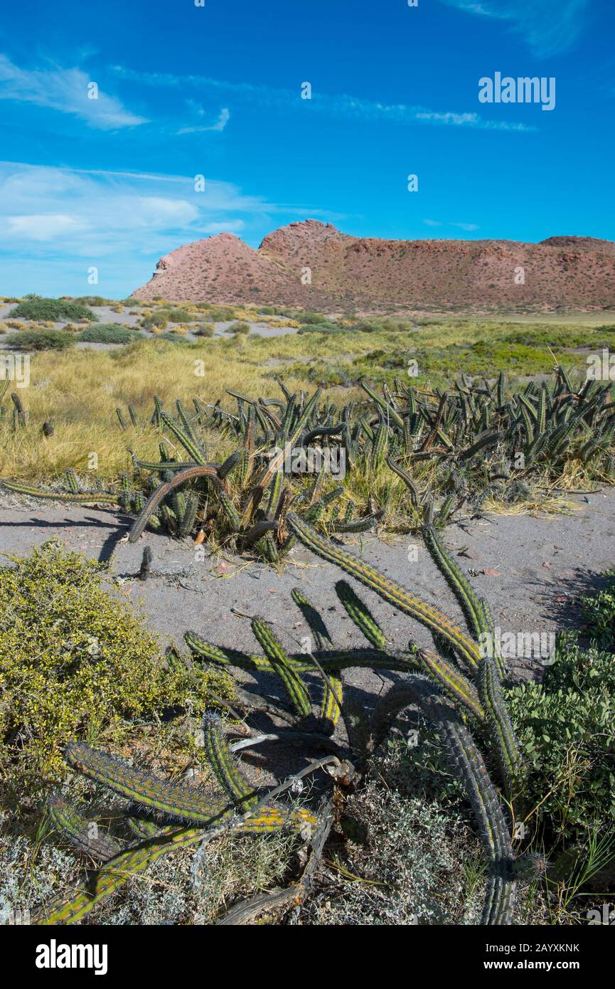 Piante tolleranti al sale, tra cui il cactus galoppante (Machaerocereus gummosus), che crescono sul bordo della teglia di sale sull'isola di San Francisco nel Mare di Co Foto Stock