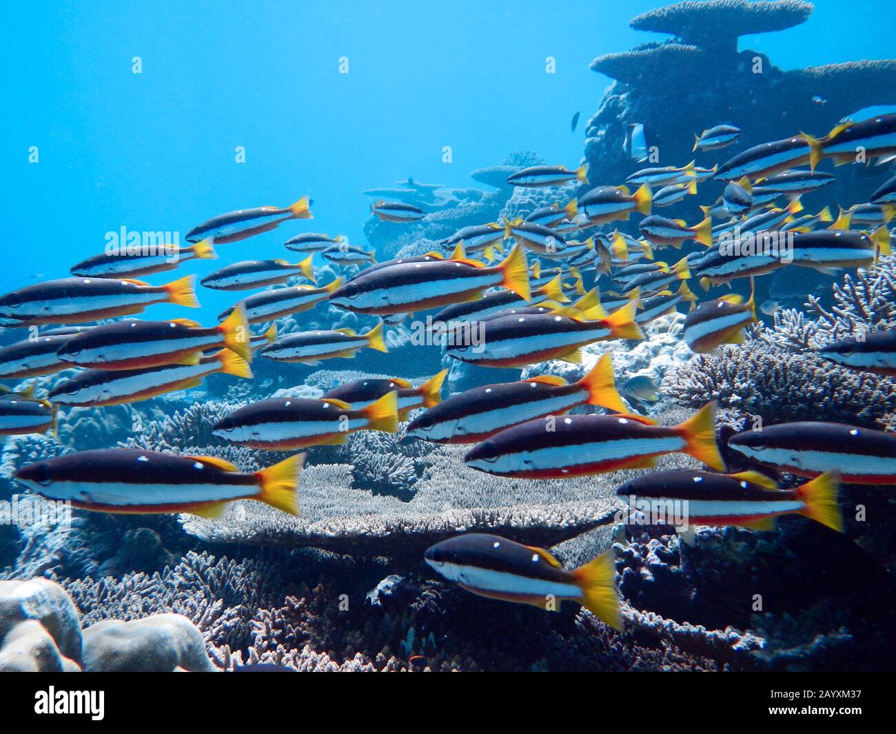 Barriera corallina subacquea con pesce Snapper Twospot (Lutjanus biguttatus). Maldive Foto Stock