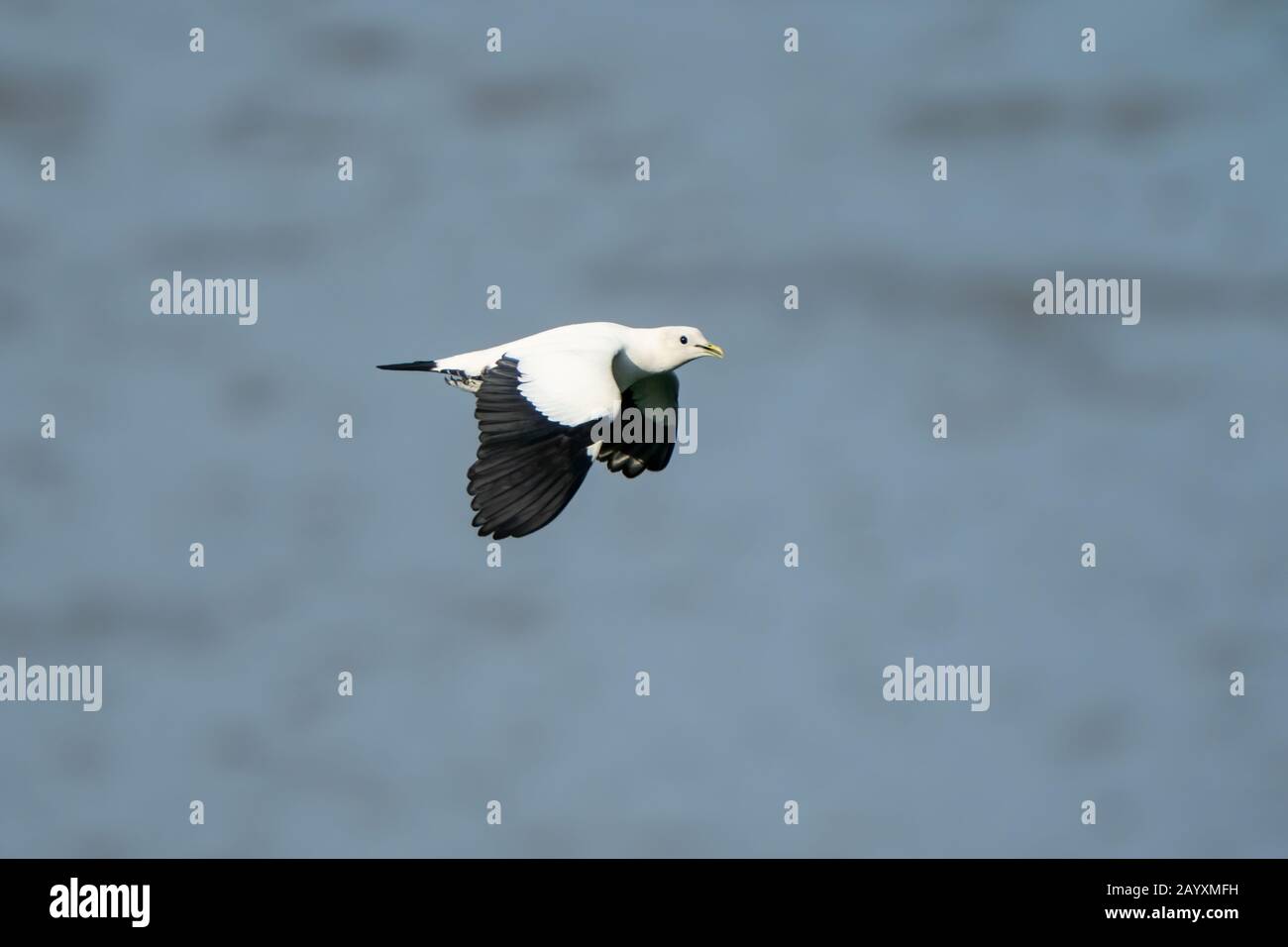 Piccione imperiale Torresiana, Ducula bicolore, volare sull'acqua, Cairns, Queensland, Australia 12 gennaio 2020 Foto Stock