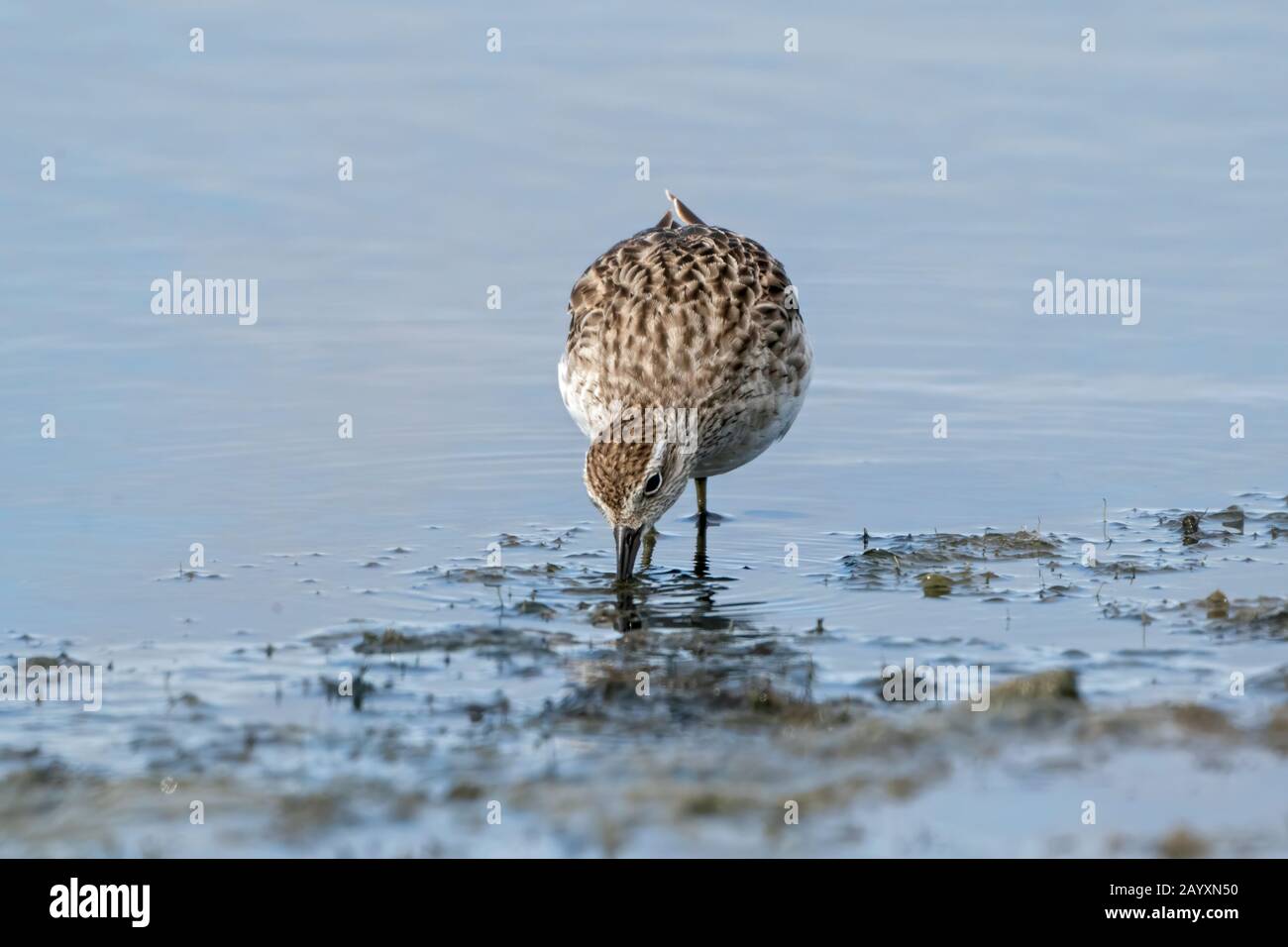 Sandpiper dalla coda affilata, Calidris acuminata, nutrimento di fango dolce, Cairns, Queensland, Australia 23 dicembre 2019 Foto Stock