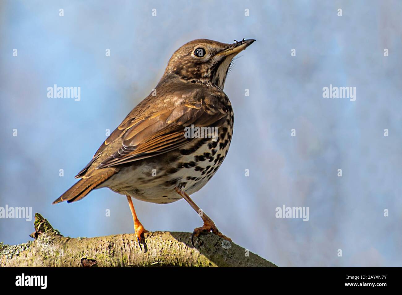 Tordo bottaccio Foto Stock