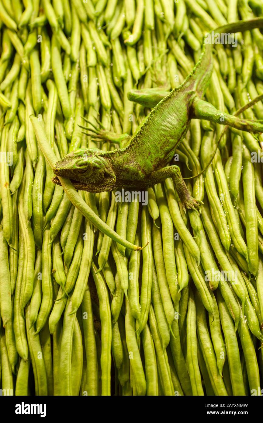 Una figura di iguana plastica sui fagioli verdi al mercato di luccio Posto a Seattle, Stato di Washington, Stati Uniti. Foto Stock