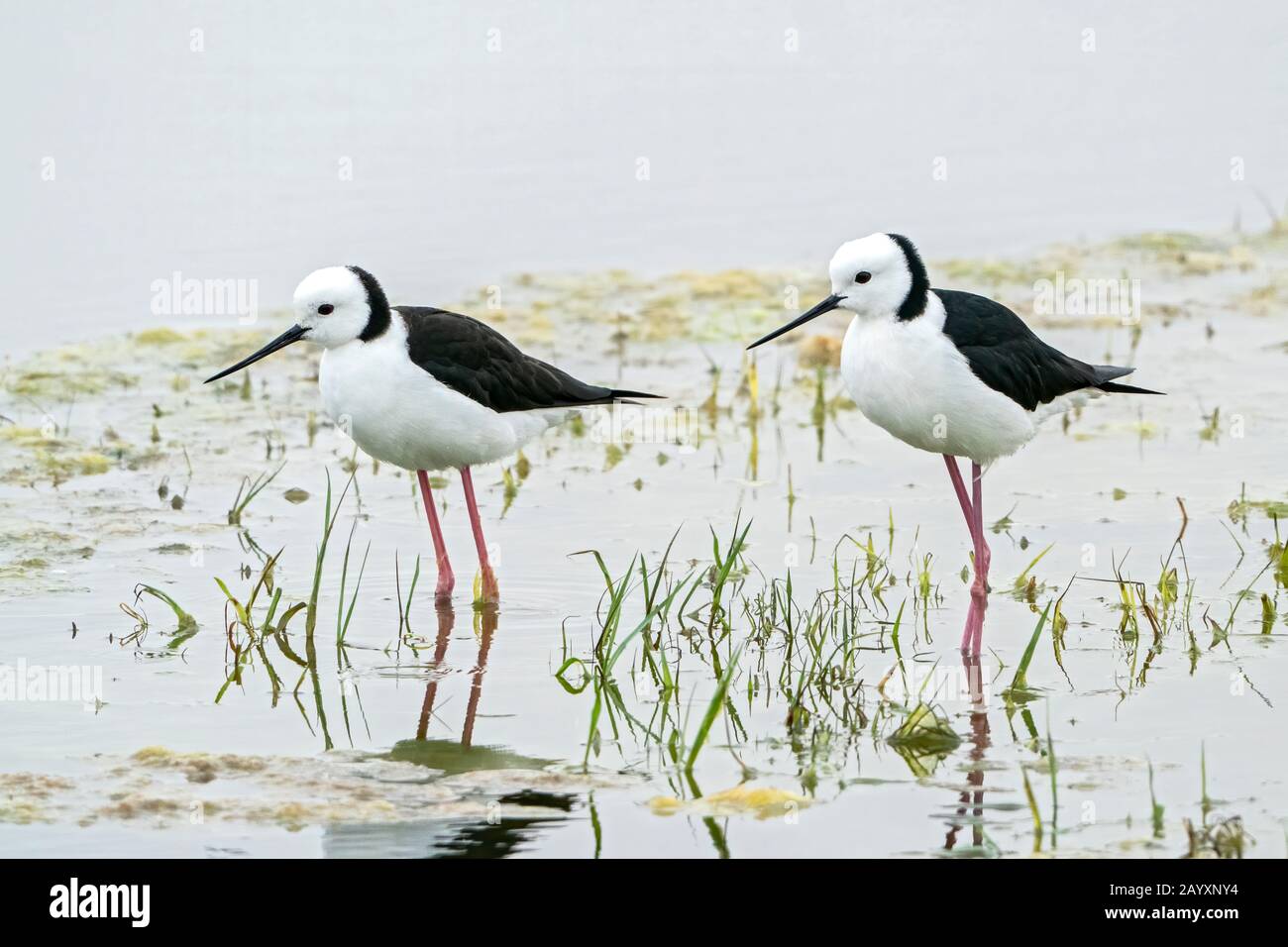 Palafitta, o palafitta bianca, Himantopus leucocephalus, due uccelli in mostra corteggiamento, in acque poco profonde, Queensland, Australia 22 dicembre 2019 Foto Stock