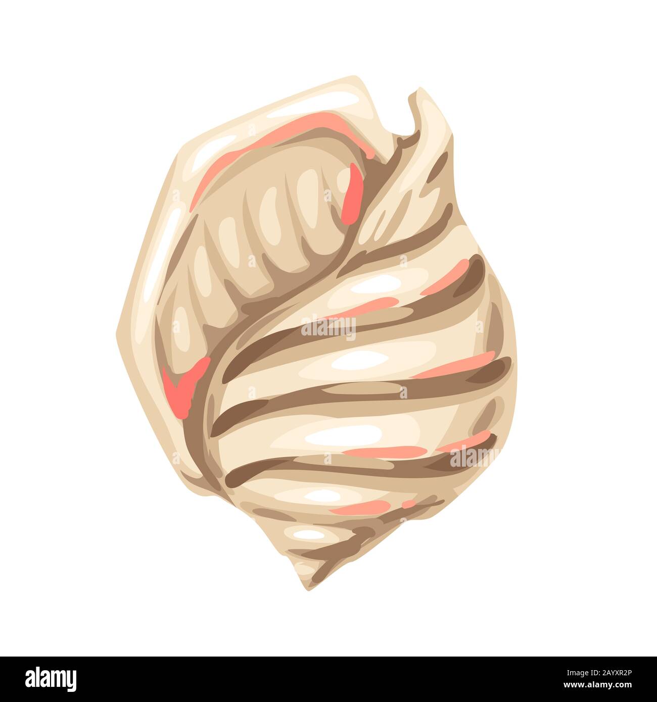 Illustrazione di Seashell. Conchiglia dei molluschi sottomarini tropicali. Illustrazione Vettoriale