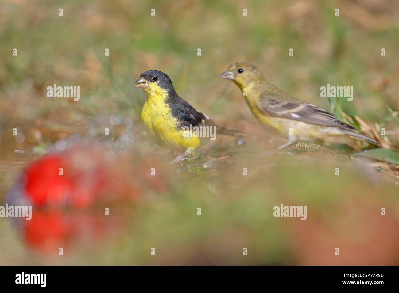 Minor Goldfinch (Spinus psaltria) acqua potabile maschile e femminile, Texas meridionale, Stati Uniti Foto Stock