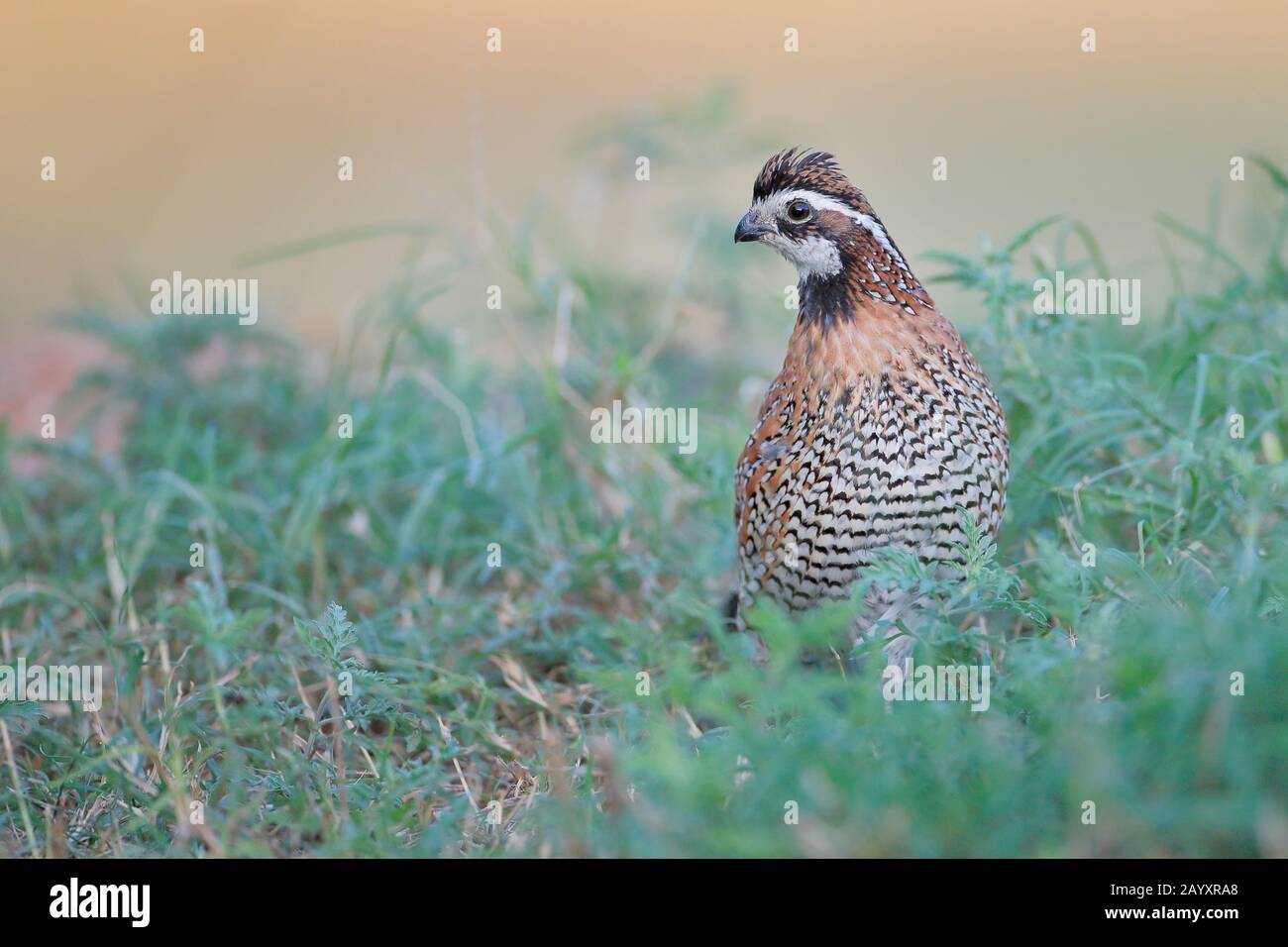 Maschio Bobbino settentrionale (Colinus virginianus), Texas meridionale, Stati Uniti Foto Stock