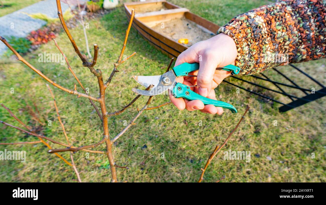 Un giardiniere potando un giovane albero di frutta di pera con un secateurs manuale contro lo sfondo del paesaggio del giardino. Alberi da giardino di primavera potatura. Foto Stock