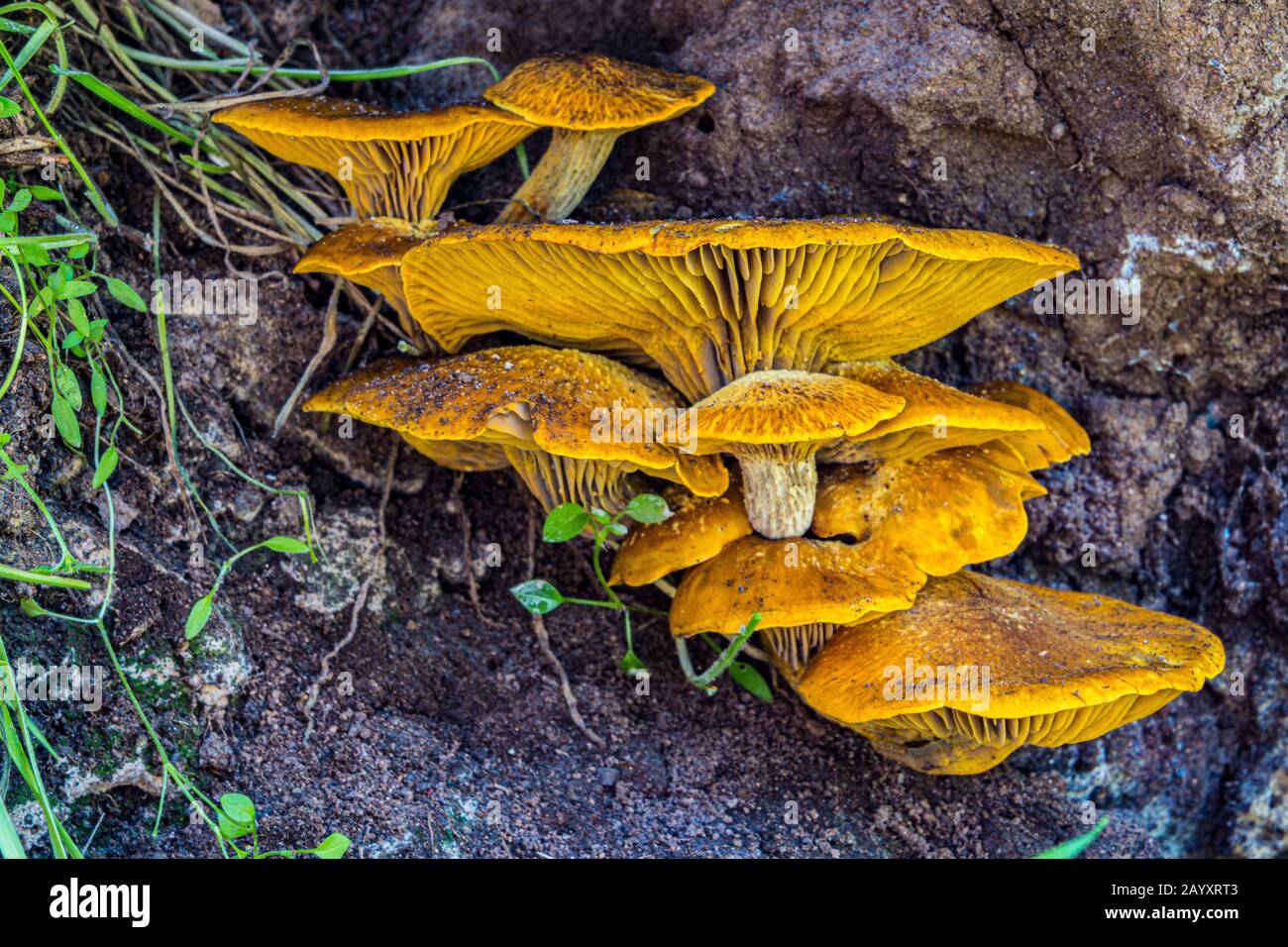 fungo di fungo che cresce su albero marcante Foto Stock