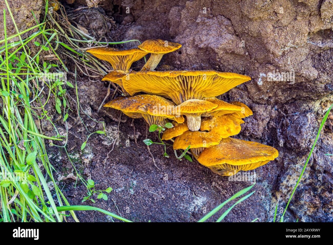 fungo di fungo che cresce su albero marcante Foto Stock