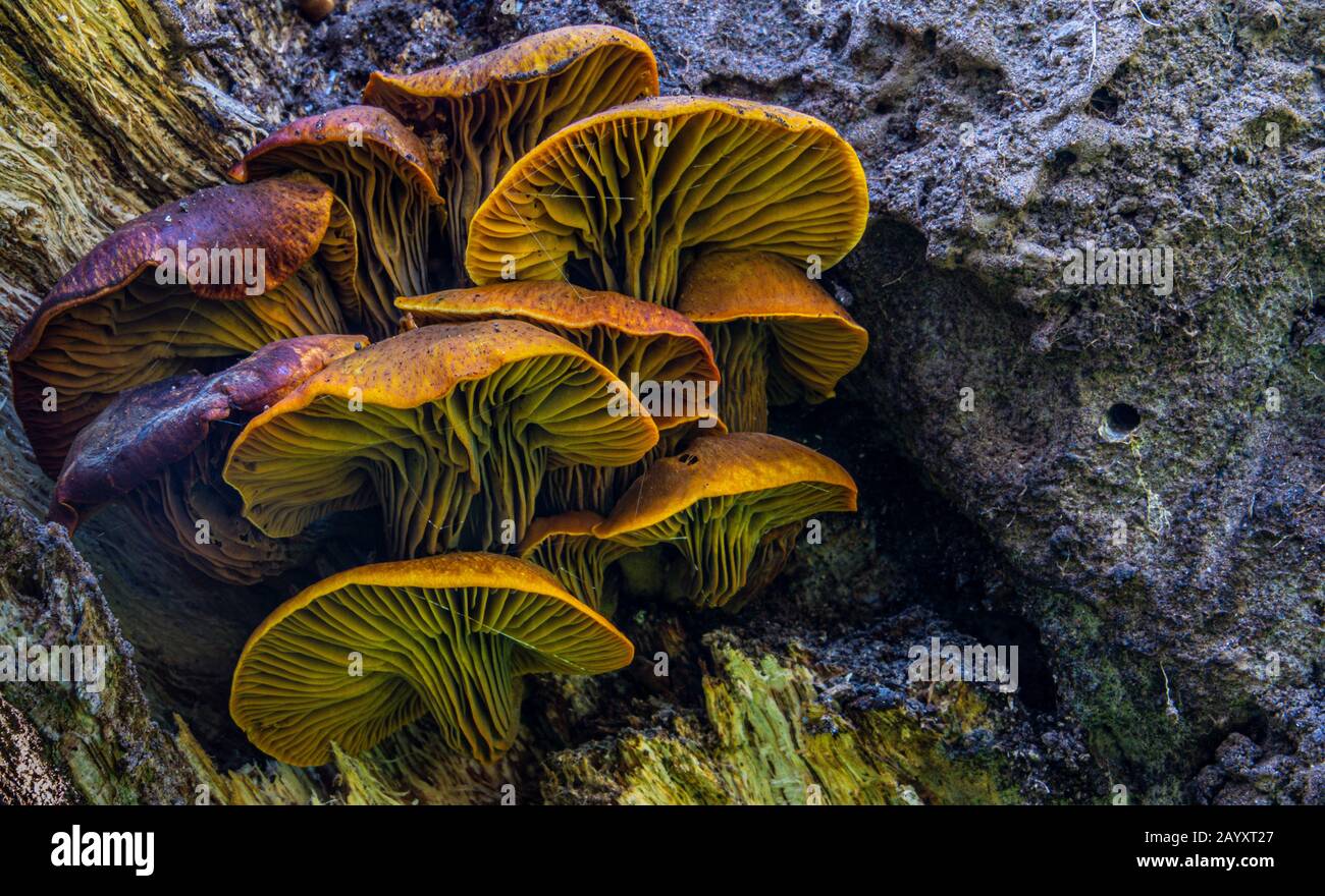 fungo di fungo che cresce su albero marcante Foto Stock