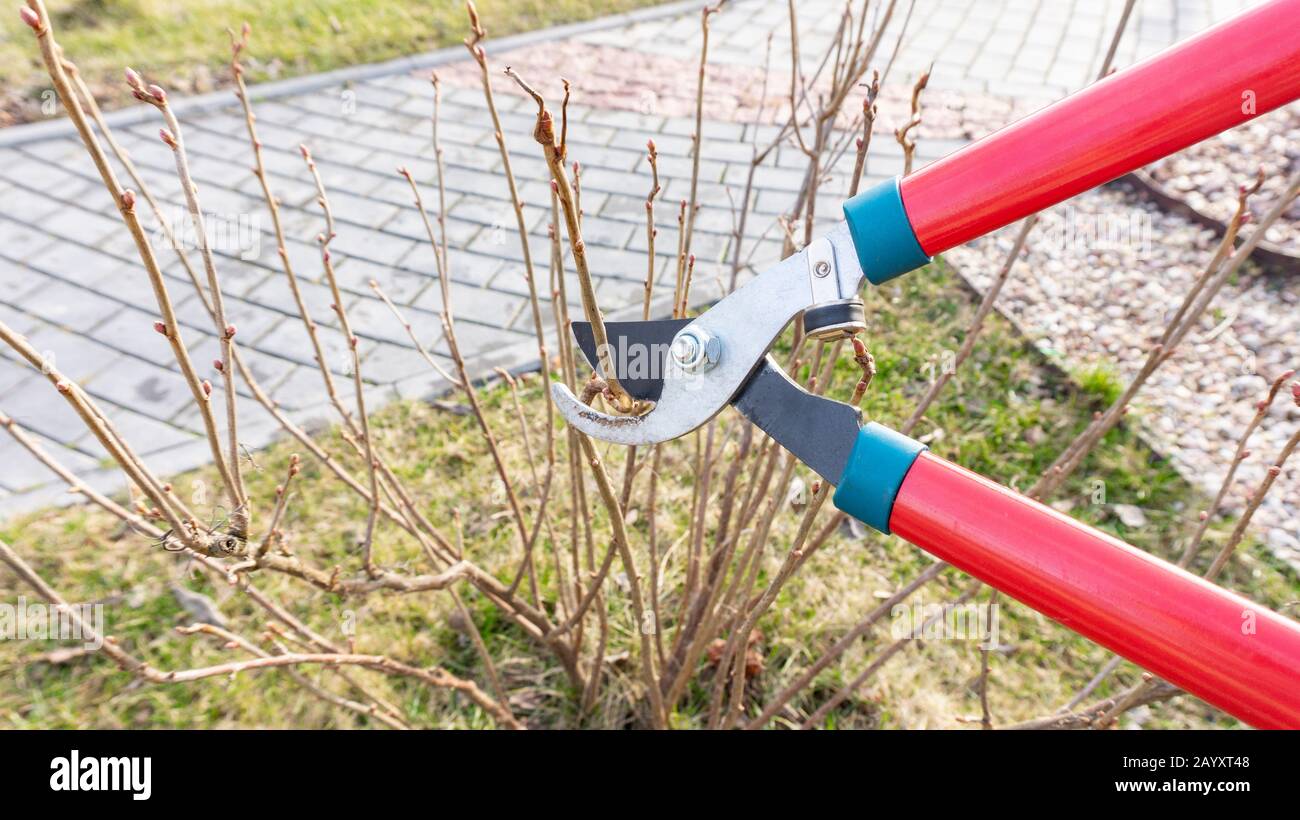 Dimostrazione di pruning primavera cespuglio di ribes con cesoie da giardino. Lavori stagionali in giardino. Giardinaggio sui principi di agricoltura biologica naturale. Foto Stock