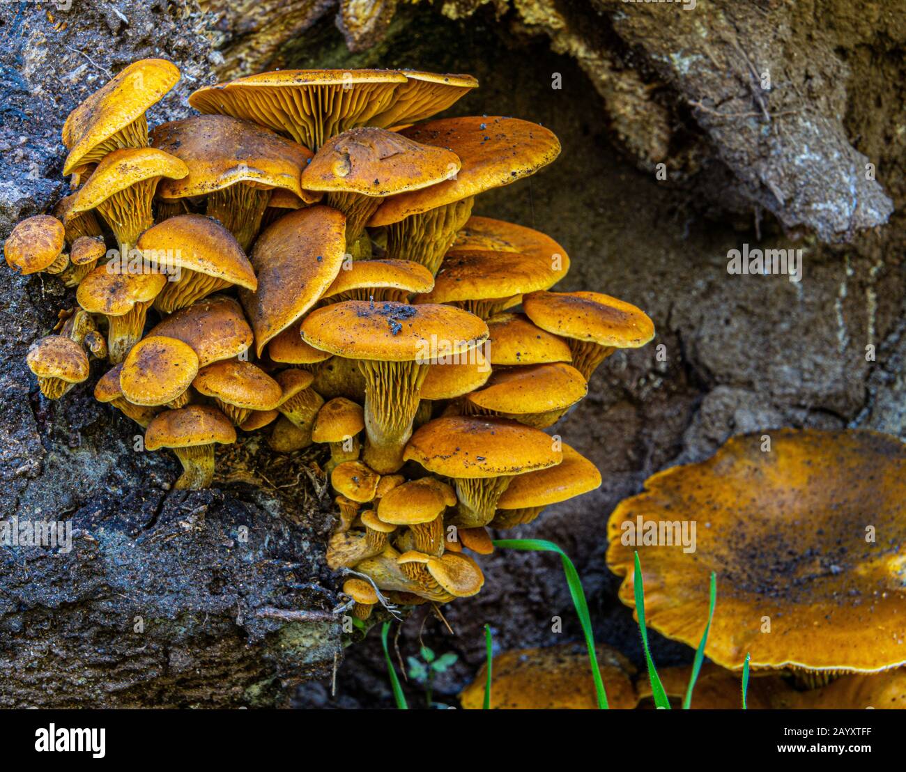 fungo di fungo che cresce su albero marcante Foto Stock