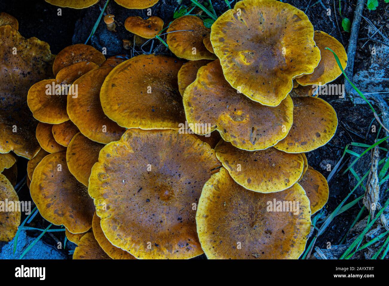 fungo di fungo che cresce su albero marcante Foto Stock