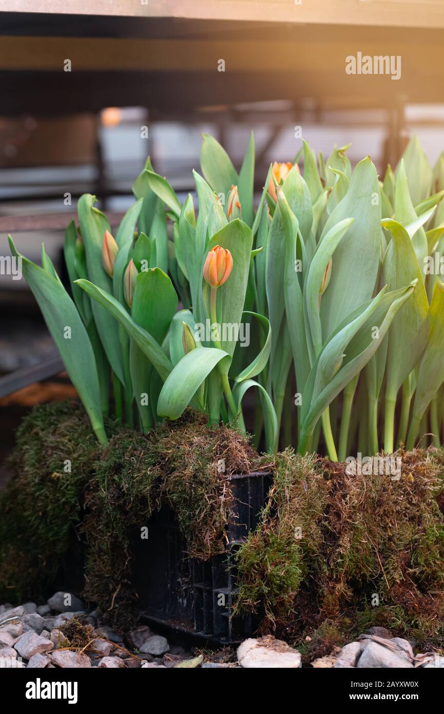 Tulipani primaverili multicolore in vaso sul prato giardino, giardinaggio, 8 marzo, concetto di saluto per la Giornata della Donna Foto Stock