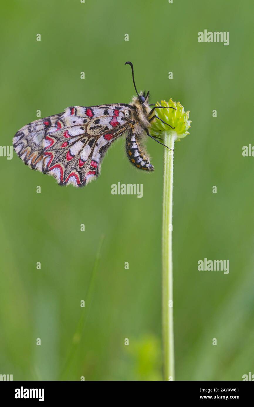 13 Maggio 2018; Val De Santa Maria, Zamora (Spagna). Zerynthia rumina, il festone spagnolo, è una farfalla appartenente alla famiglia dei Papilionidi. Foto Stock