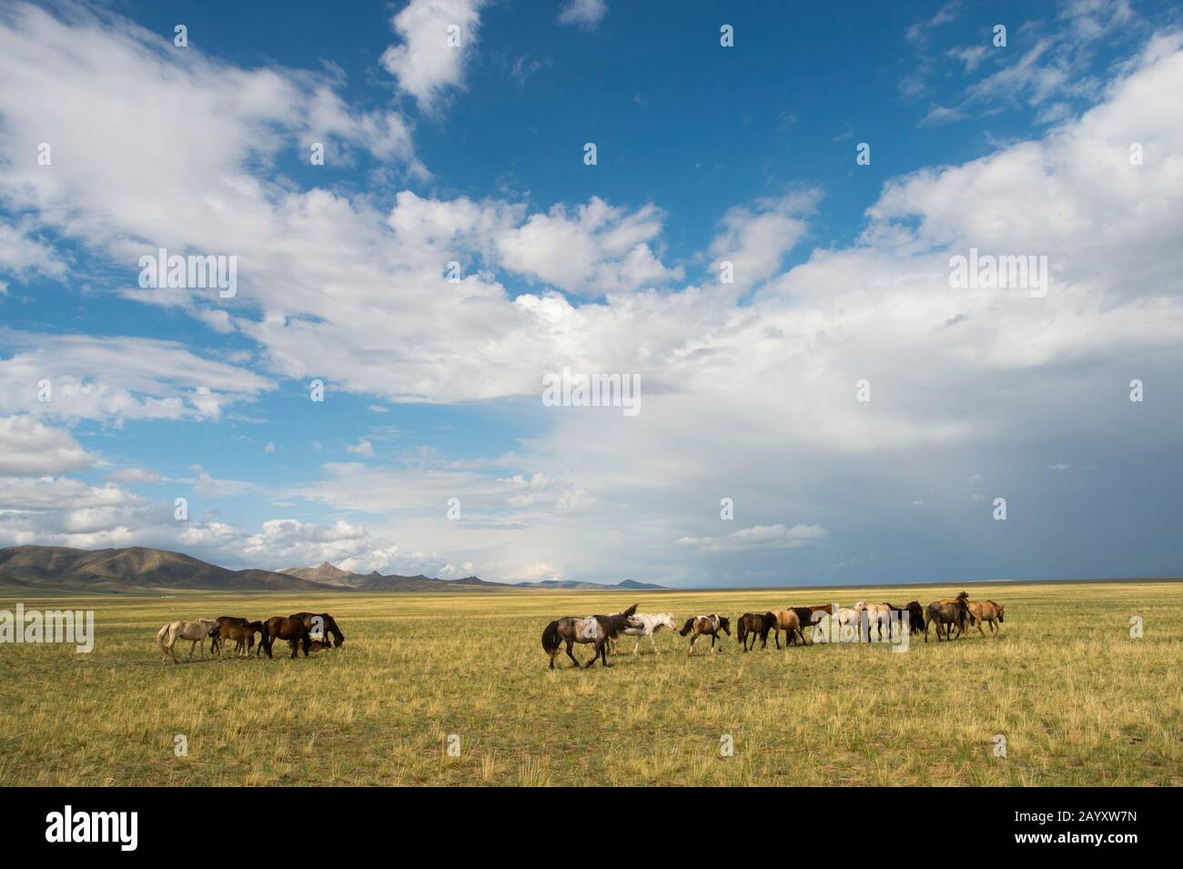 Paesaggio con cavalli nella valle del fiume Tuul, Parco Nazionale di Hustai, Mongolia. Foto Stock