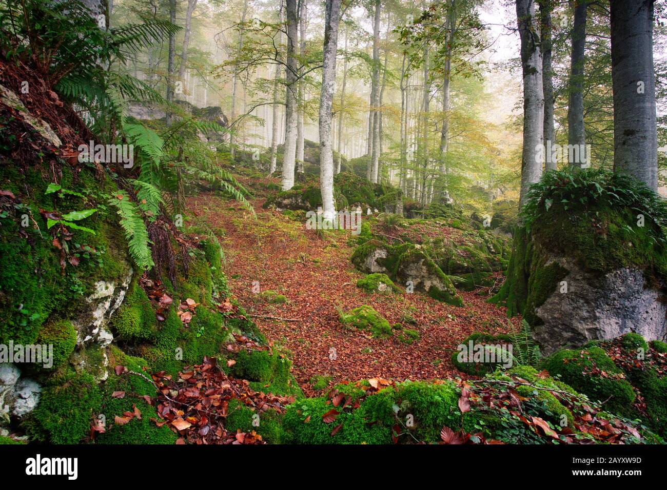 20 Ottobre 2018. Fotografia scattata nella Foresta incantata del Parco Naturale di Urbasa e Andia (Navarra). Foto Stock