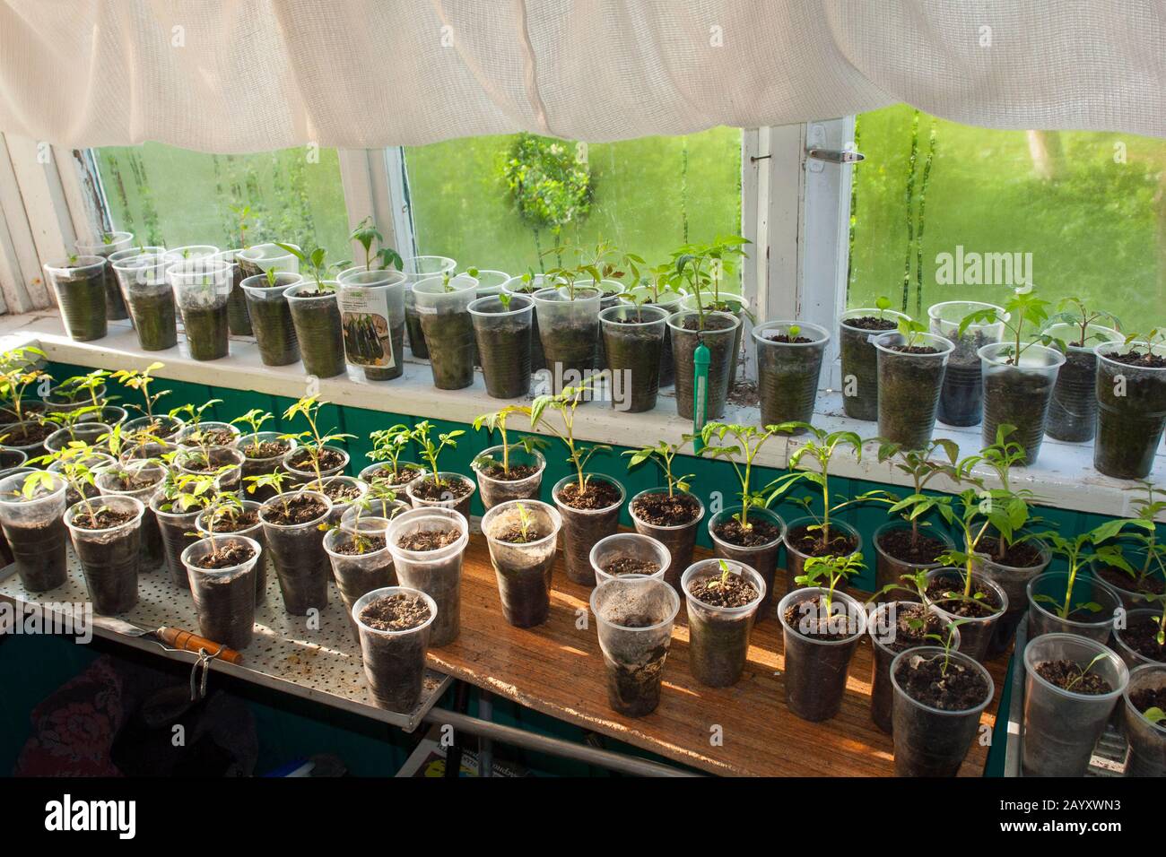 Giovani piante di pomodoro Foto Stock