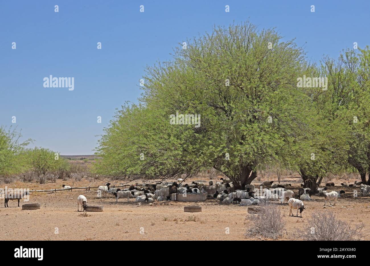 Pecore che si rifugiano in ombra di albero presso la stazione di alimentazione Karoo, Capo Nord, Sud Africa Novembre Foto Stock