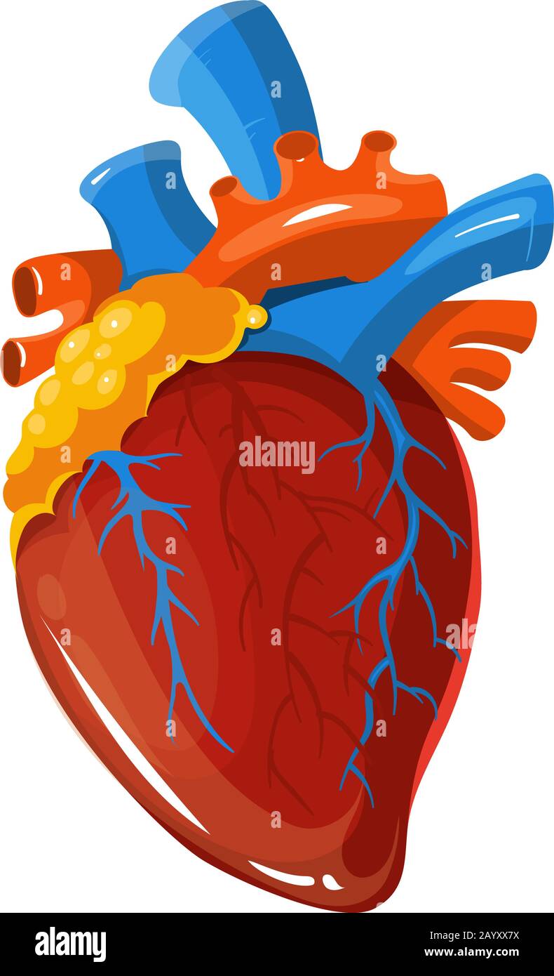 Illustrazione medica del vettore di anatomia cardiaca umana. Organo vitale realistico isolato su sfondo bianco Illustrazione Vettoriale