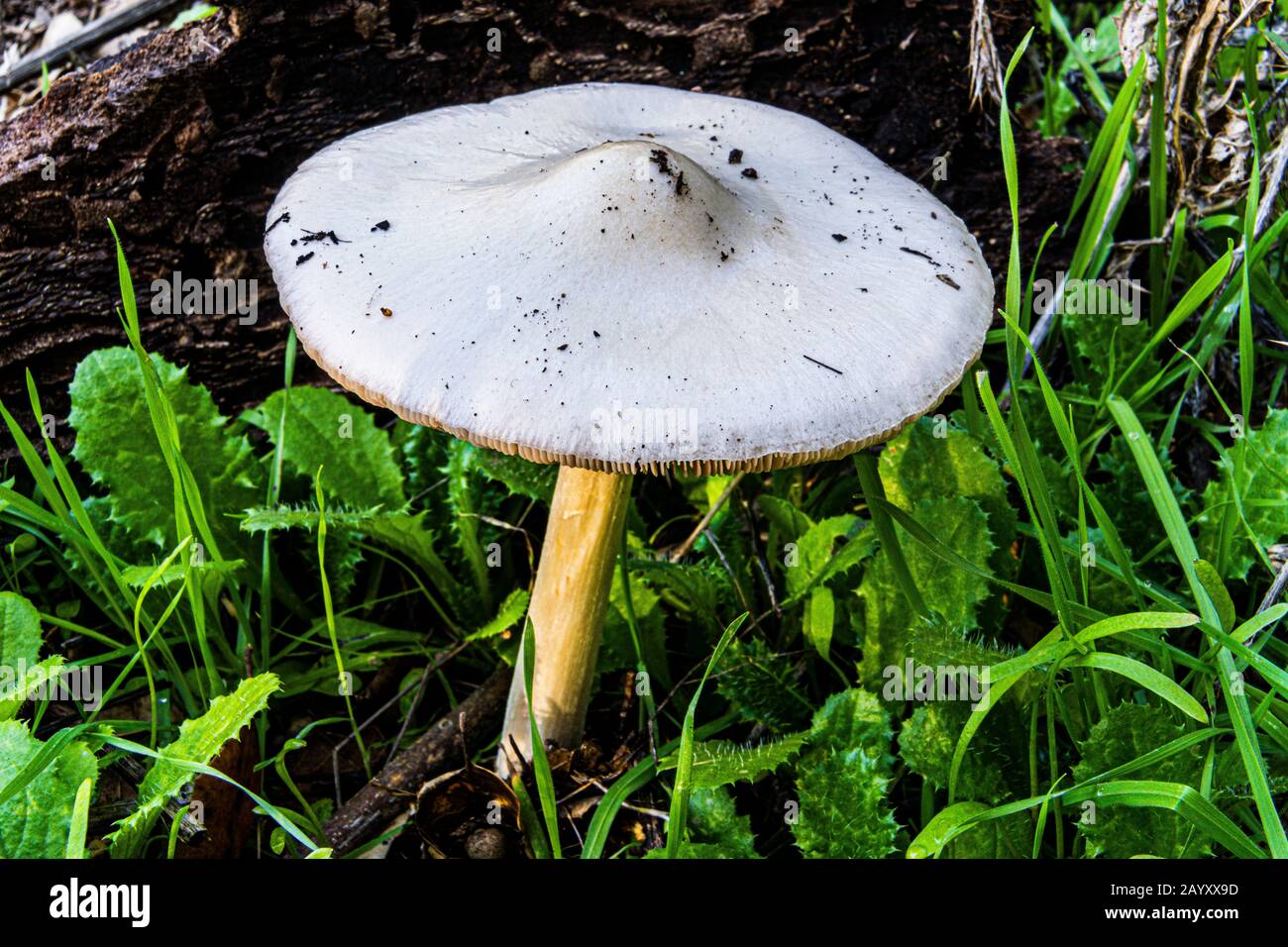 fungo bianco a forma di piattino volante Foto Stock