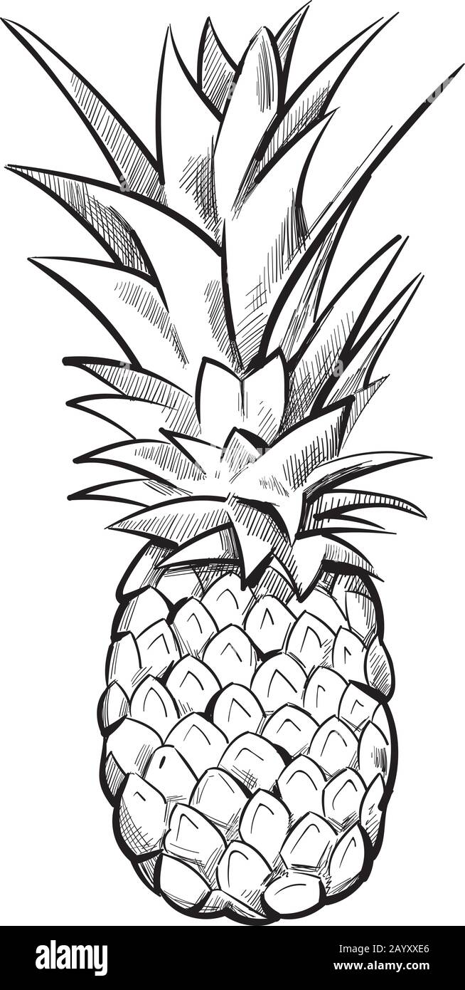 Ananas disegnato a mano. Ananas frutta schizzo linea nera. Illustrazione del vettore Illustrazione Vettoriale