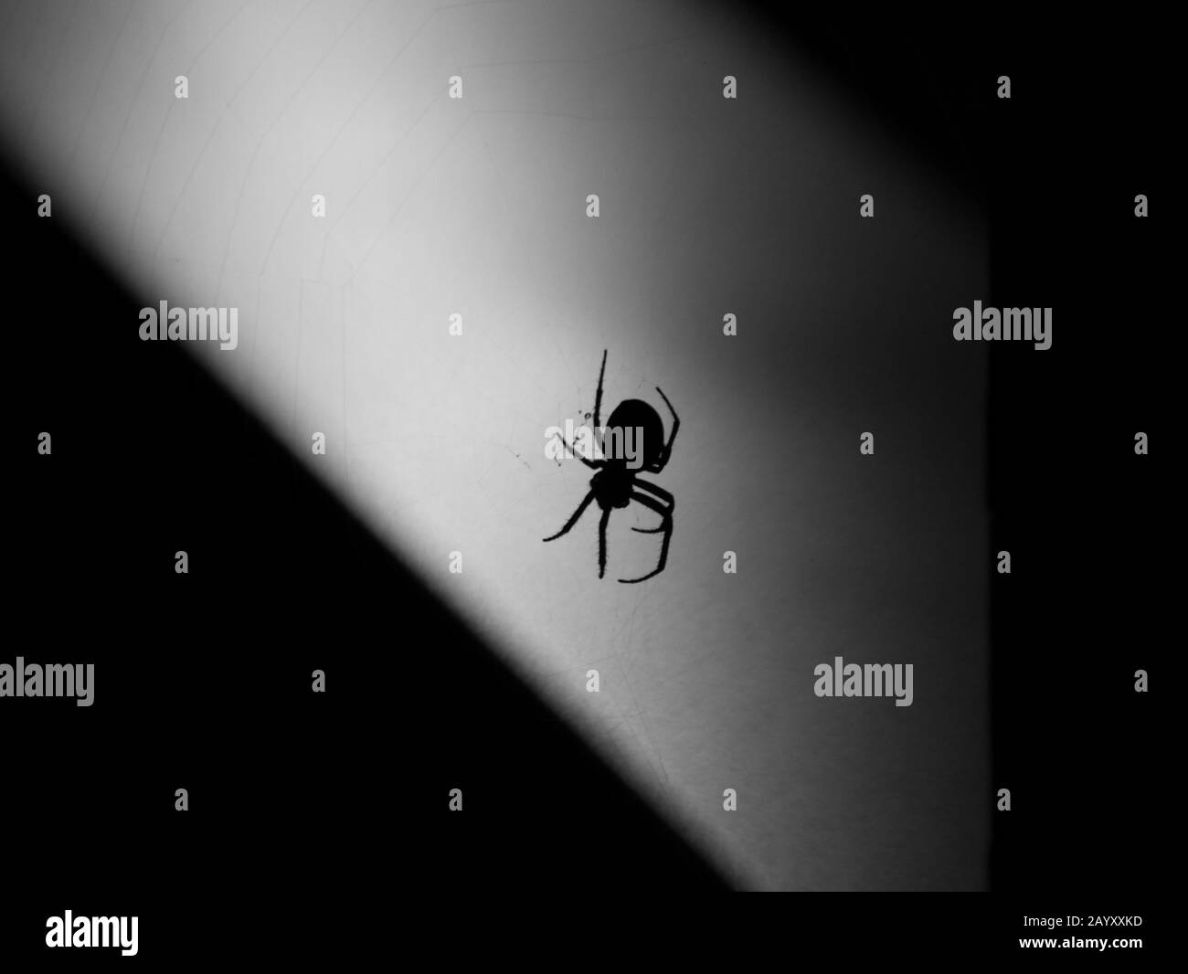 Cham, Germania: La silhouette di un ragno Foto Stock