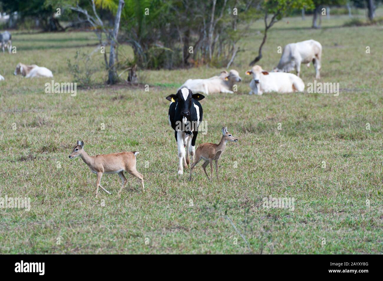 Pampas cervi (Ozotoceros bezoartius) e bovini al Caiman Ranch nel sud Pantanal in Brasile. Foto Stock