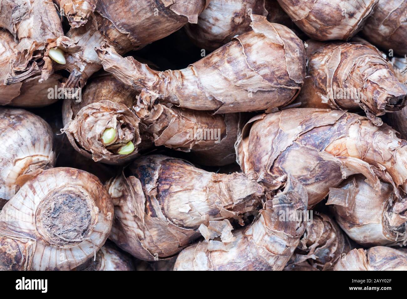 Bulbi di Narcissus 'Dutch Master', bulbi di daffodil tromba. Foto Stock