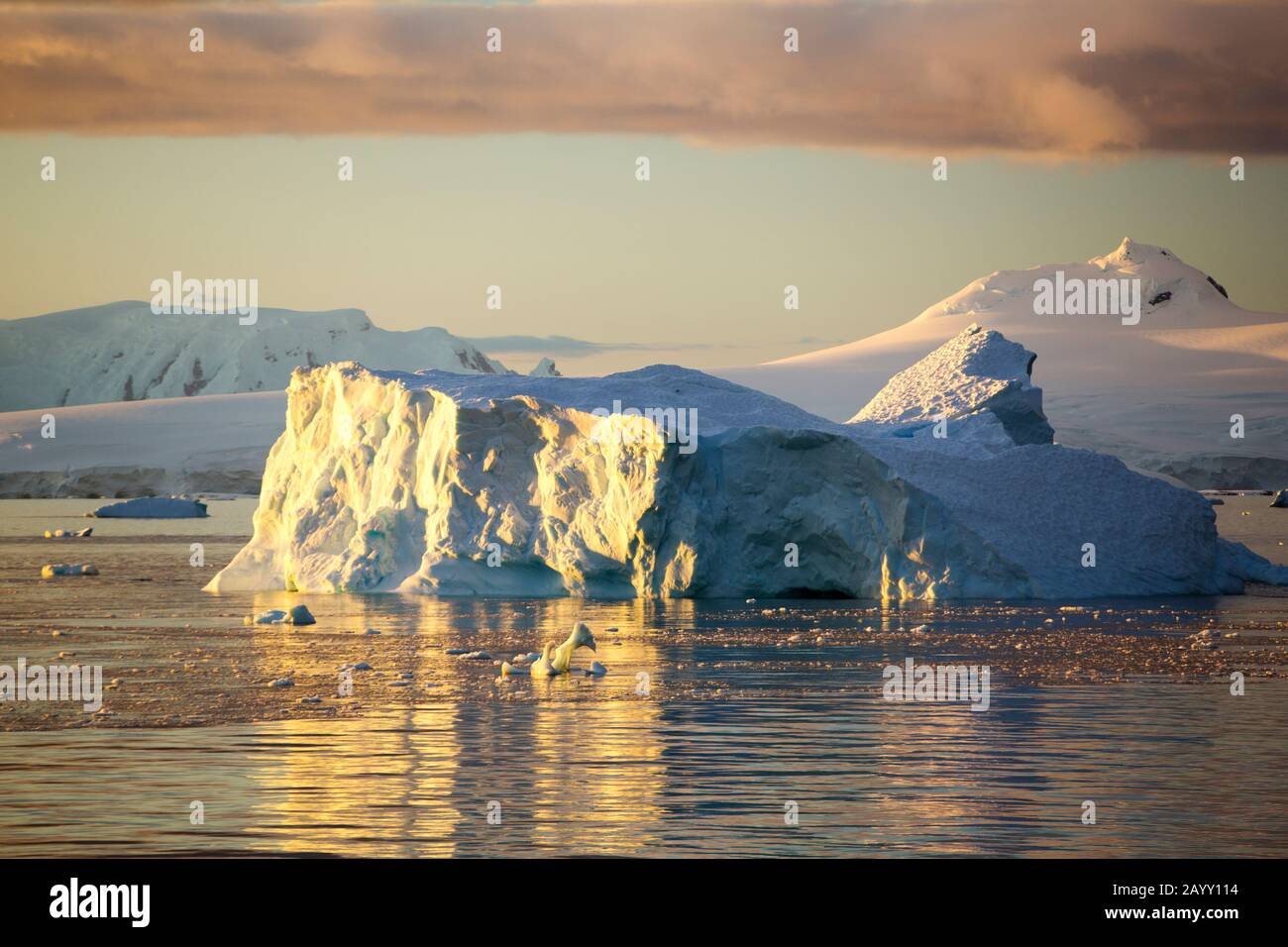 Scenario antartico al largo del Palmer Ackipitar sulla penisola antartica al tramonto. Foto Stock