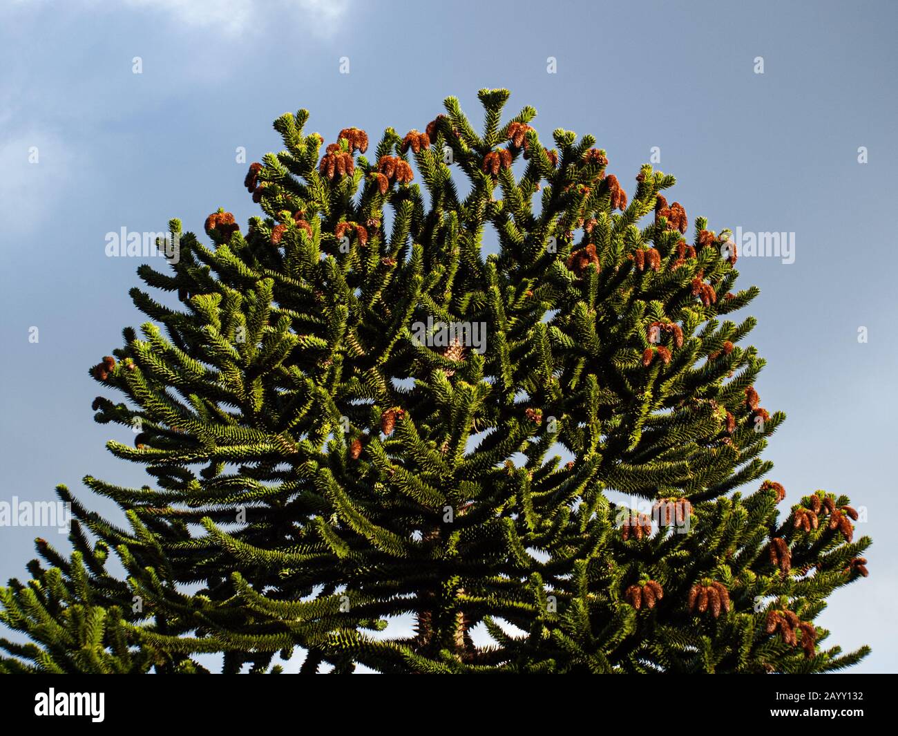 Monkey Puzzle / Monkey Tail Tree / Chilean Pine Foto Stock