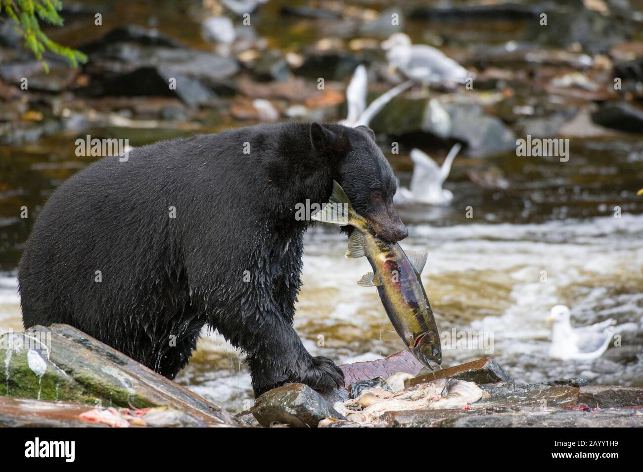 Orso nero americano (Ursus americanus) con salmone al torrente Neets Bay vivaio di pesce, canale di Behm nel sud-est dell'Alaska vicino Ketchikan, Stati Uniti. Foto Stock