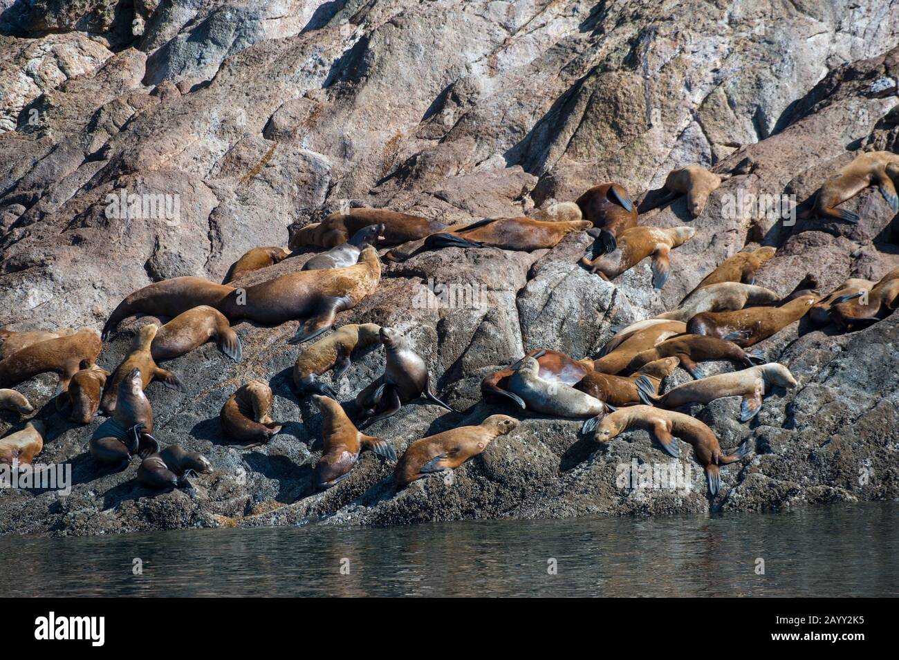 Leoni marini di Steller (Eumetopias jubatus) su Sunset Island a Stephens Passage nella Tongass National Forest, Alaska sud-orientale, Stati Uniti. Foto Stock