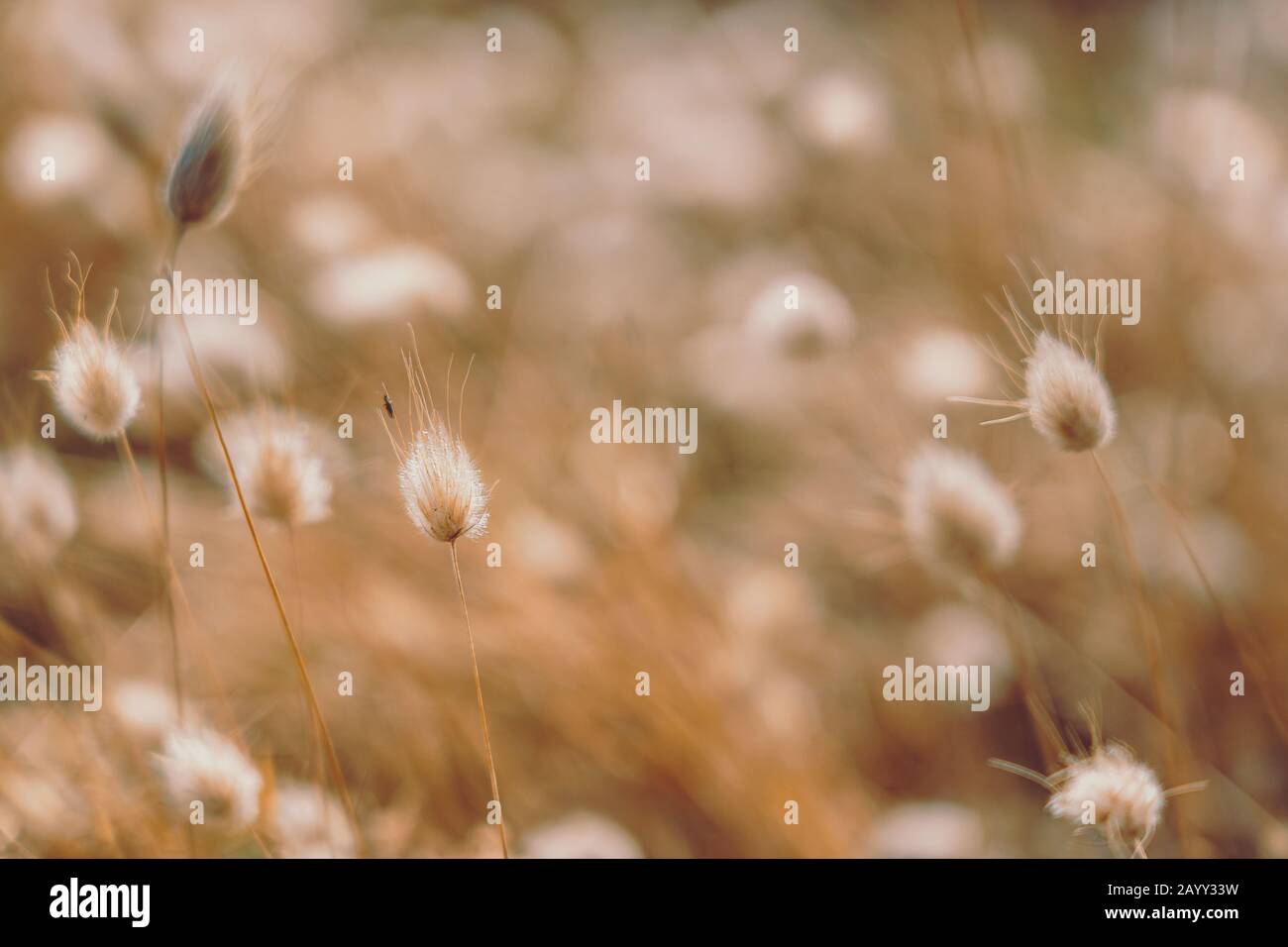 Bunny code erba in stile vintage; sfondo natura Foto Stock