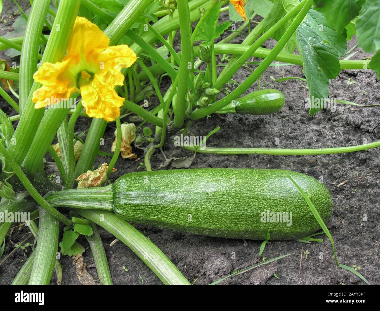 zucchine vegetali nell'orto, diverse fasi di vegetazione, closeup Foto Stock