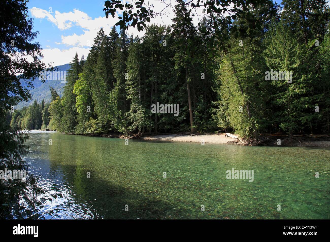 Fiume pieno di salmone In Autunno, Stehekin, Chelan County, Washington, Stati Uniti, sul lago Chelan a sud del North Cascade National Park.. Foto Stock