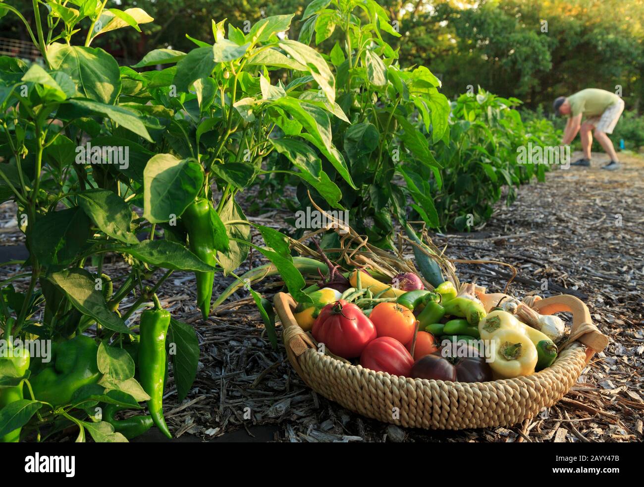 Garden for Farm to Table Restaurant at Inn with gardener, Cedar Crest Lodge, Pleasanton, Kansas, Stati Uniti. Foto Stock