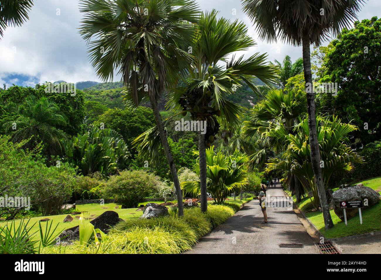 Donna che guarda una palma da cocco de mer nei Giardini Botanici Victoria sull'Isola di Mahe, Seychelles Foto Stock