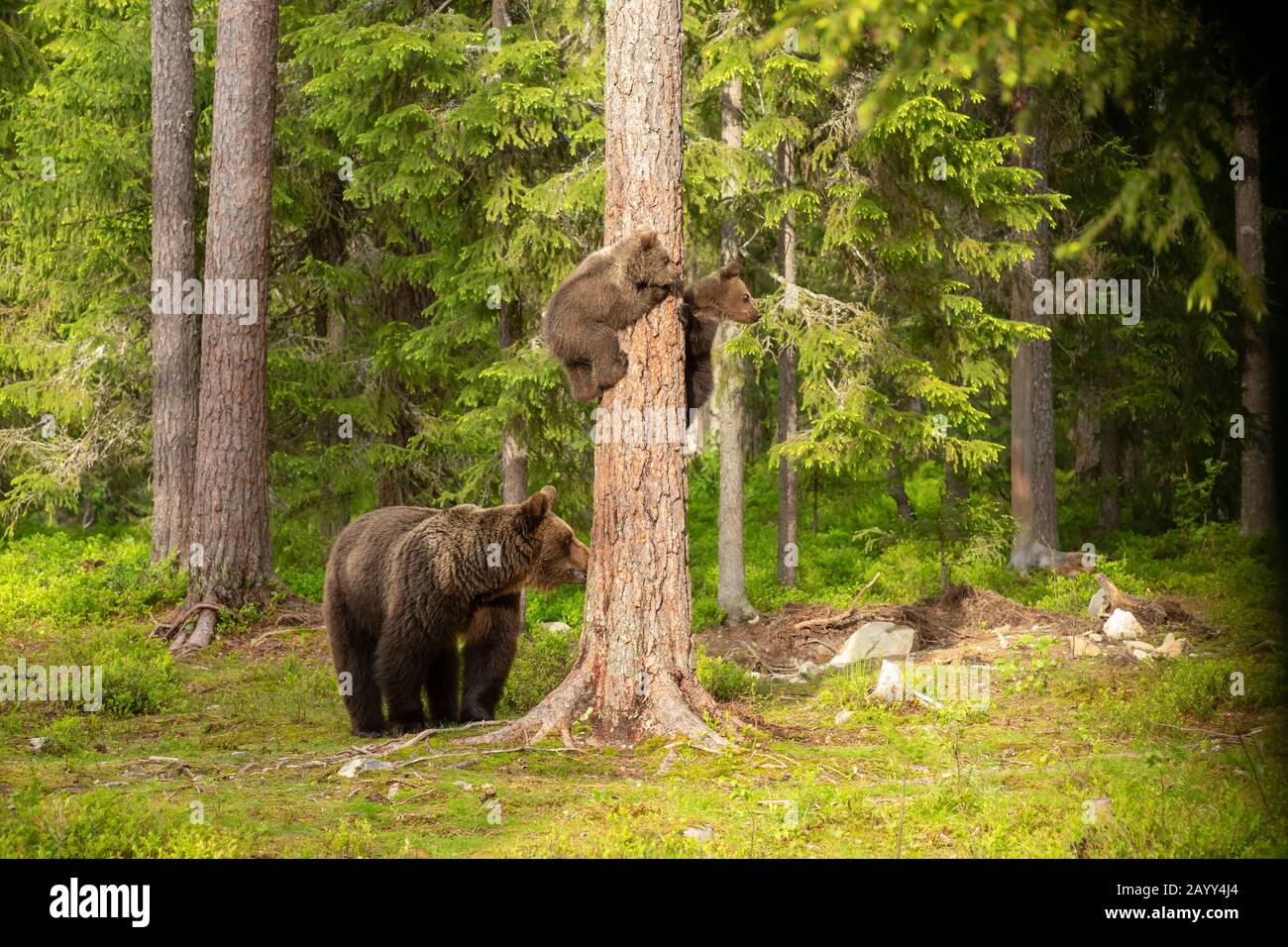 La famiglia dell'orso bruno eurasiatico (Ursus arctos arctos) sullo sguardo fuori Foto Stock