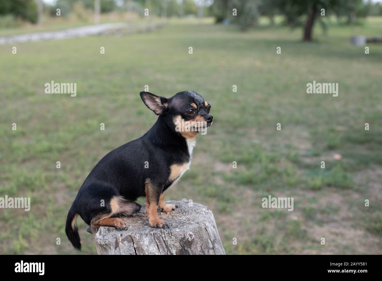 Chihuahua è seduto sulla panchina. Abbastanza marrone chihuahua cane in piedi Foto Stock