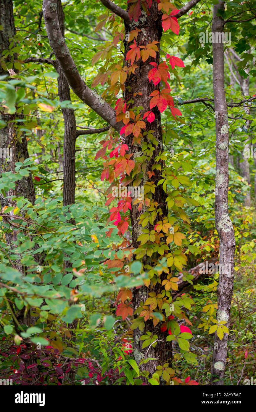 Una vite con colori autunnali su un albero nella foresta vicino alle cascate Laurel nel Parco Nazionale delle Great Smoky Mountains in Tennessee, Stati Uniti. Foto Stock