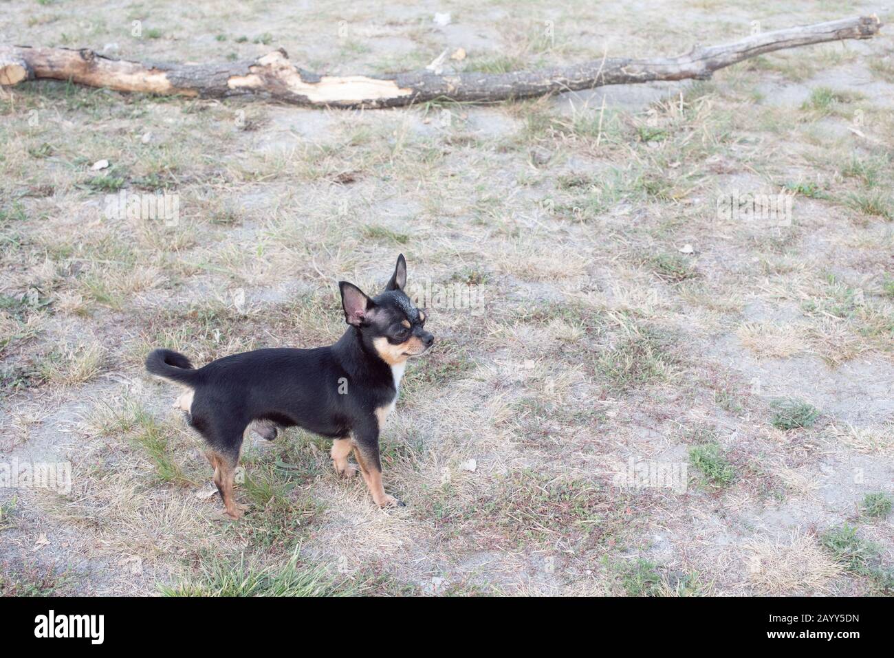 Chihuahua è seduto sulla panchina. Abbastanza marrone chihuahua cane in piedi Foto Stock