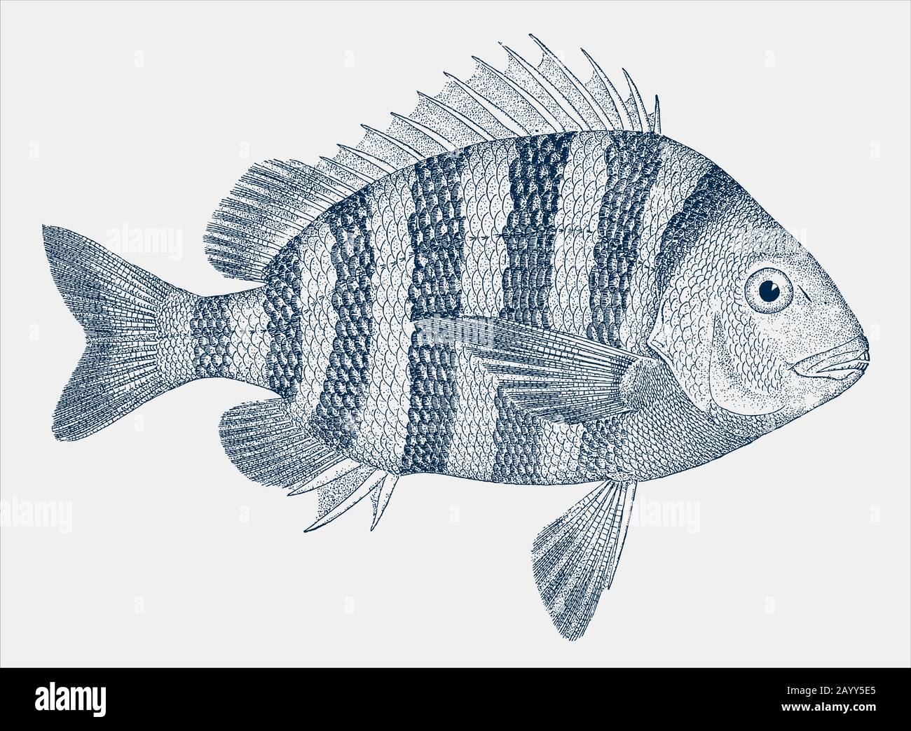 Giovane sheepshead, archosargus probatocephalus, un pesce dell'atlantico occidentale in vista laterale Illustrazione Vettoriale