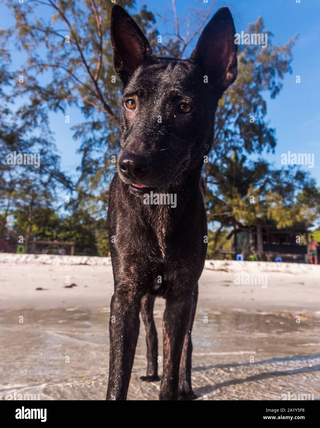 Un thai Ridgeback sulla spiaggia Foto Stock