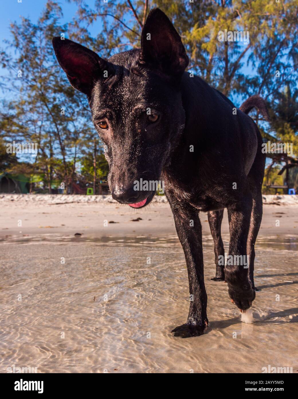 Un thai Ridgeback sulla spiaggia Foto Stock