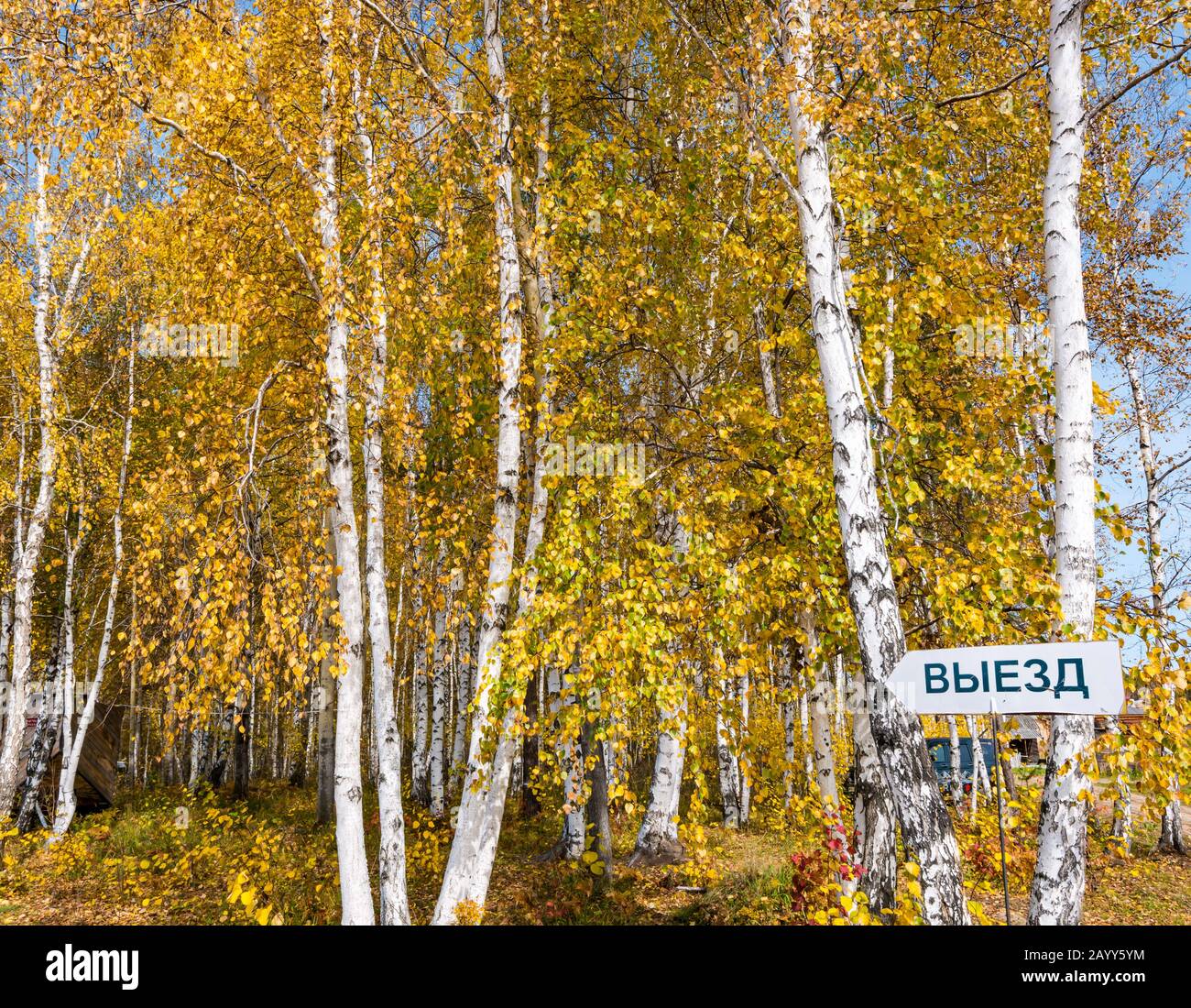 Alberi di betulla autunnali al sole, regione di Irkutsk, Siberia, Russia Foto Stock