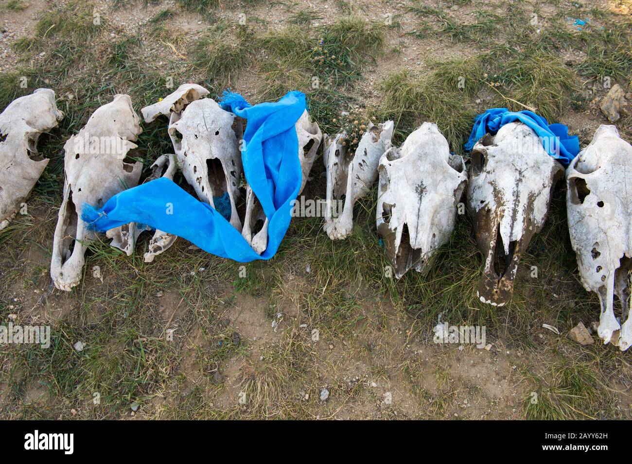 Pattumlie di ex cavalli da corsa ad un Ovoo (un sacro cairn trovato nelle tradizioni religiose sciamaniche mongolo) su una collina sopra il monastero di Erdene Zuu (un Foto Stock