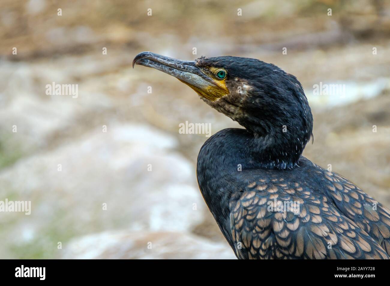 Profilo ritratto del Cormorano Grande, Phalacrocorax carbo Foto Stock