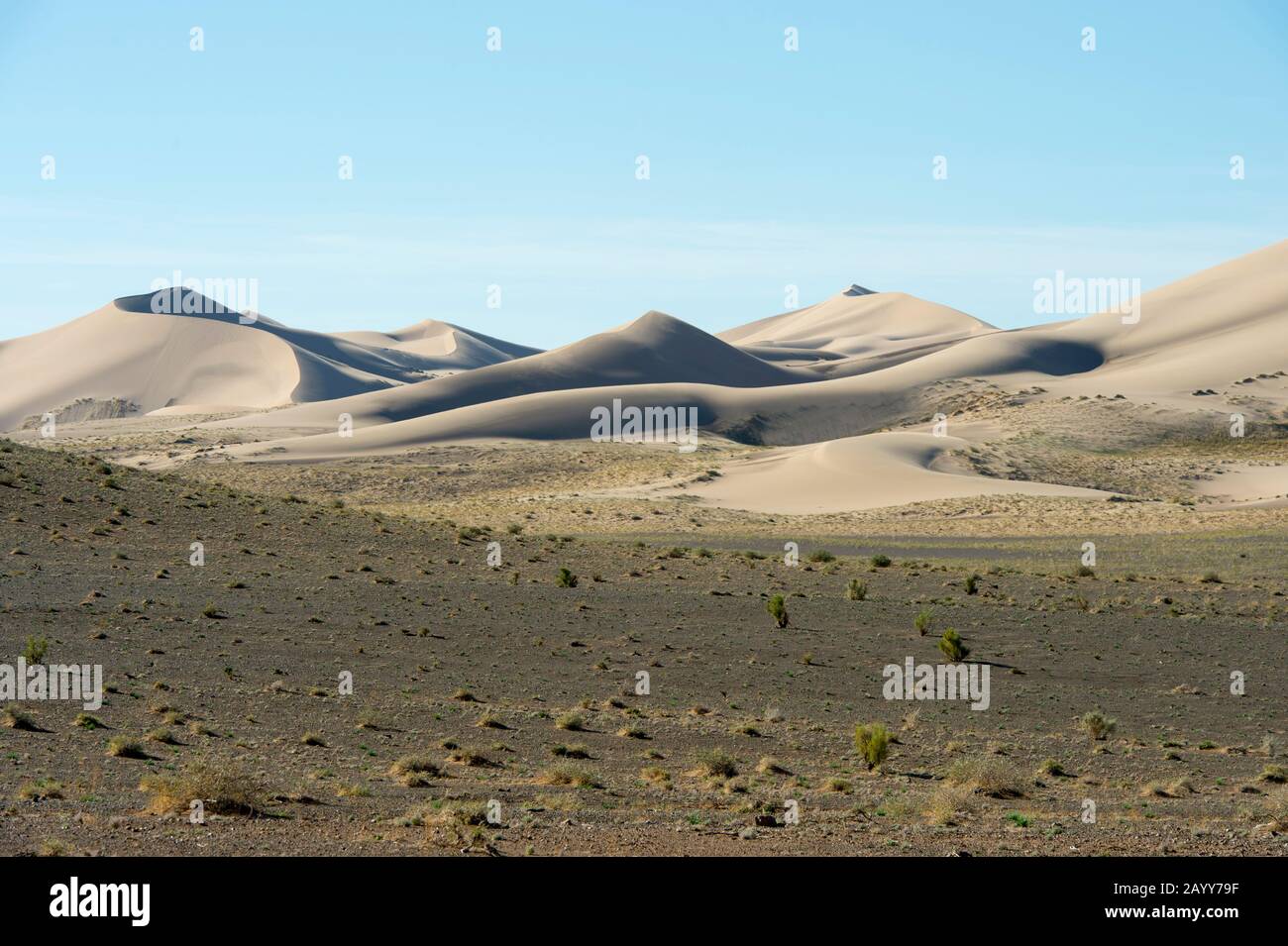 Paesaggio con gli alberi di saxaul (Haloxylon ammodendron) alle dune di sabbia di Hongoryn Els nel deserto di Gobi nella Mongolia meridionale. Foto Stock